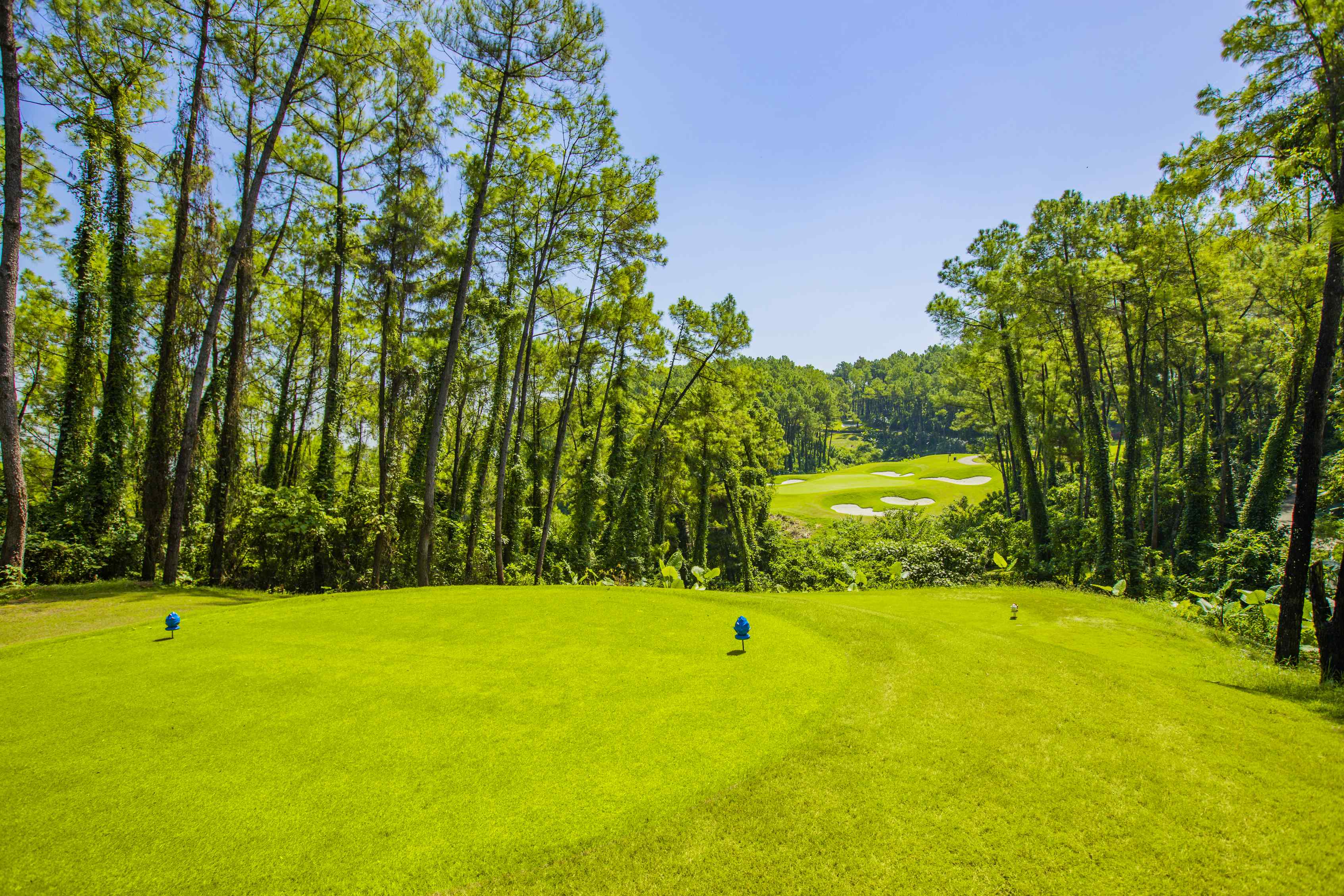 Khu vực Green thơ mộng rợp bóng thông tại sân Pine Course Tràng An Golf